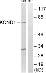 Anti-KCND1 antibody used in Western Blot (WB). GTX87796