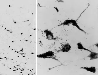 Anti-Oxytocin antibody, C-term used in IHC (Frozen sections) (IHC-Fr). GTX88457