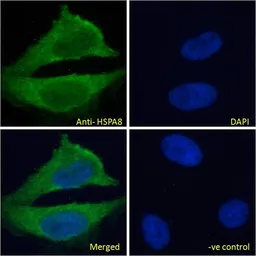 Anti-HSC70 antibody, Internal used in Immunocytochemistry/ Immunofluorescence (ICC/IF). GTX89273