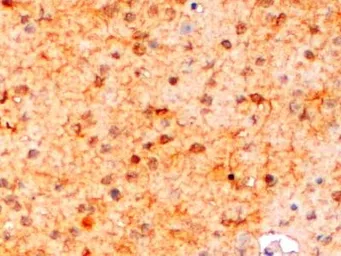 Anti-Iba1 (isoform 3) antibody, Internal used in IHC (Paraffin sections) (IHC-P). GTX89367