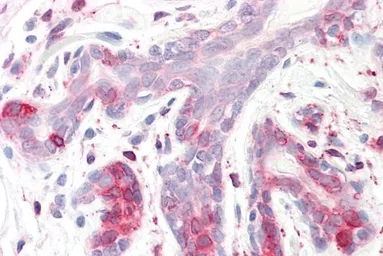 Anti-SPFH2 antibody, C-term used in IHC (Paraffin sections) (IHC-P). GTX89522