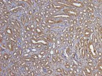 Anti-GAPDH antibody, C-term used in IHC (Paraffin sections) (IHC-P). GTX89740