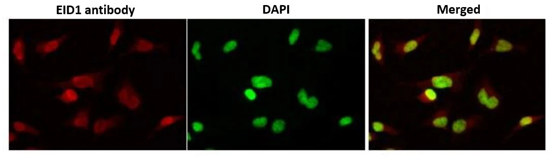 ICC/IF analysis of HeLa cells using GTX00708 EID1 antibody [clone 2].<br>Red : Primary antibody<br>Green : DAPI<br>Dilution : 1:1000<br>Fixation : 4% PFA, overnight<br>Permeabilization : 0.25% Triton X-100 in PBS for 10 min
