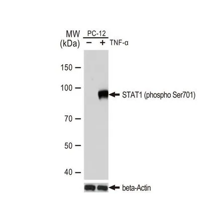 WB analysis of PC-12 cell extracts with/without TNF-? (20 ng/ml, 37�C, 30 min) treatment using GTX00959 STAT1 (phospho Ser701) antibody [GT1197].<br>Dilution : 1:1000<br>Loading : 25?g