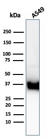 WB analysis of A549 whole cell lysate using GTX02590 Annexin A1 antibody [ANXA1/3869R].