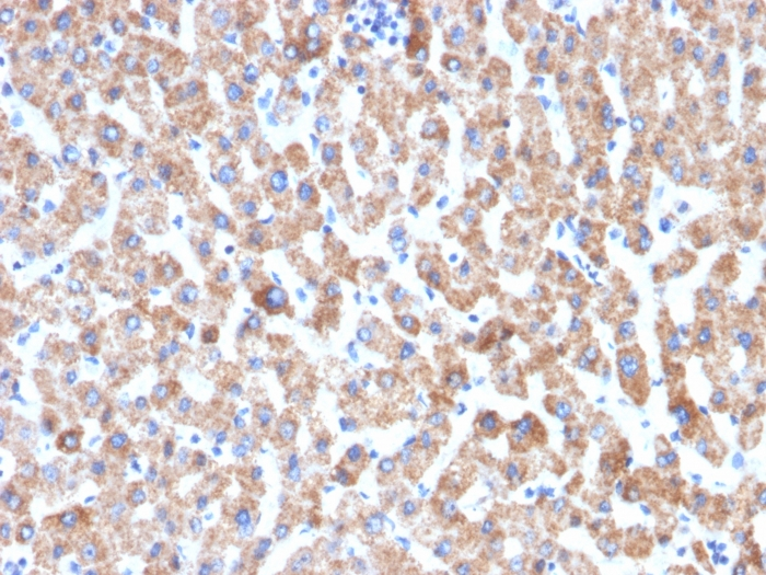 IHC-P analysis of human liver tissue section using GTX02649 HSP60 antibody [HSPD1/2206R].