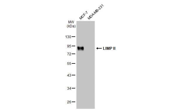 Various whole cell extracts (30 microg) were separated by 10% SDS-PAGE, and the membrane was blotted with LIMP II antibody [GT1270] (GTX03182) diluted at 1:1000. The HRP-conjugated anti-rabbit IgG antibody (GTX213110-01) was used to detect the primary antibody.