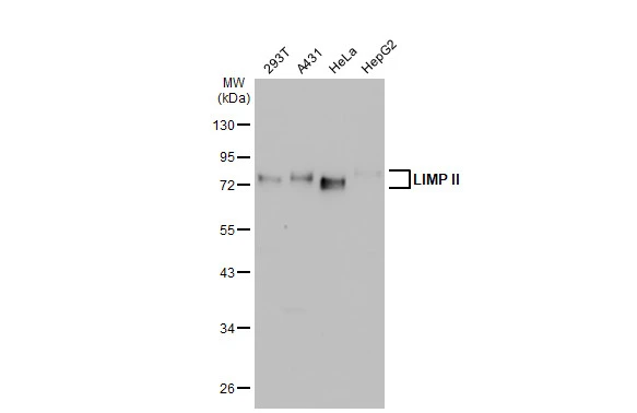 Various whole cell extracts (30 microg) were separated by 10% SDS-PAGE, and the membrane was blotted with LIMP II antibody [GT1270] (GTX03182) diluted at 1:1000. The HRP-conjugated anti-rabbit IgG antibody (GTX213110-01) was used to detect the primary antibody.