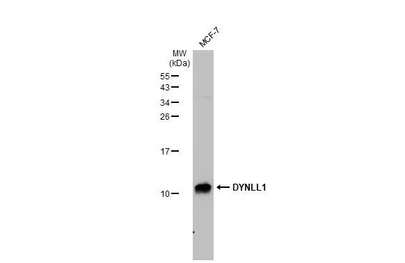 Whole cell extract (30 microg) was separated by 15% SDS-PAGE, and the membrane was blotted with DYNLL1 antibody [GT1324] (GTX03236) diluted at 1:1000. The HRP-conjugated anti-rabbit IgG antibody (GTX213110-01) was used to detect the primary antibody.