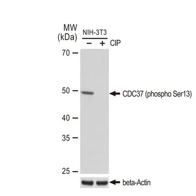 WB analysis of NIH-3T3 cells were treated by CIP(20uL/400ul) at 37C for 1 hour using GTX03250 CDC37 (phospho Ser13) antibody [GT1338]. Dilution : 1:1000 Loading : 25microg per lane
