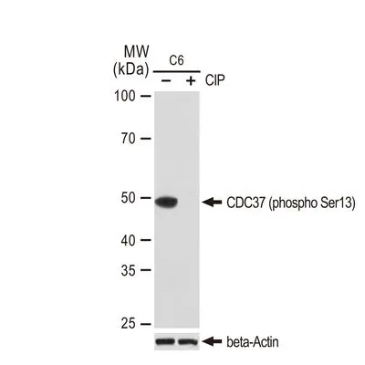 WB analysis of C6 cells were treated by CIP(20uL/400ul) at 37C for 1 hour using GTX03250 CDC37 (phospho Ser13) antibody [GT1338]. Dilution : 1:1000 Loading : 25microg per lane