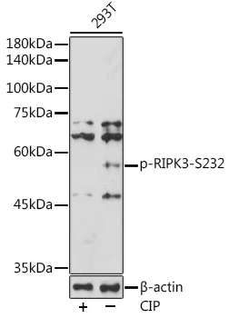 WB analysis of 293T cell lysates treated by CIP at 37oC for 1 hour using GTX03683 RIP3 (phospho Ser232) antibody. Dilution : 1:500 Loading : 25 microg per lane