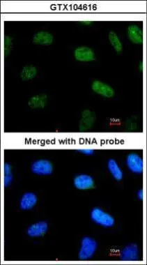 STAT3 antibody [C3],C-term detects STAT3 protein by western blot analysis.