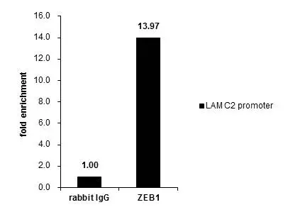 Cross-linked ChIP was performed with HeLa chromatin extract and 5 ug of either control rabbit IgG or anti-ZEB1 antibody. The precipitated DNA was detected by PCR with primer set targeting to LAMC2 promotor.