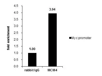 MCM3 antibody detects MCM3 protein at nucleus by immunofluorescent analysis.