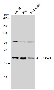 Various whole cell extracts (30 ug) were separated by 7.5% SDS-PAGE,and the membrane was blotted with CDC45L antibody [N3C3] (GTX110586) diluted at 1:1000.