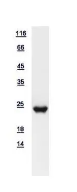 10ug of GTX111933-pro RAP1B recombinant protein analyzed using SDS-PAGE and stained with coomassie blue and captured by black and white camera.