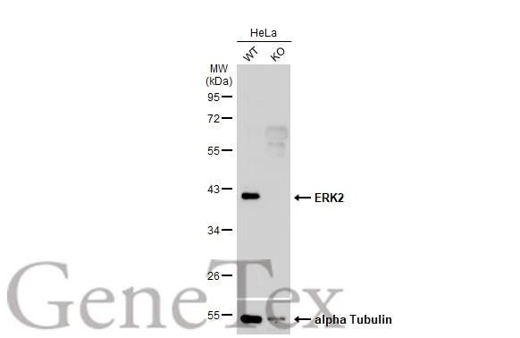 ERK2 antibody [N2C3] immunoprecipitates MAPK1 protein in IP experiments.