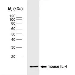 WB analysis of mouse IL-4 recombinant protein using GTX11524 IL4 antibody [BVD4-1D11].