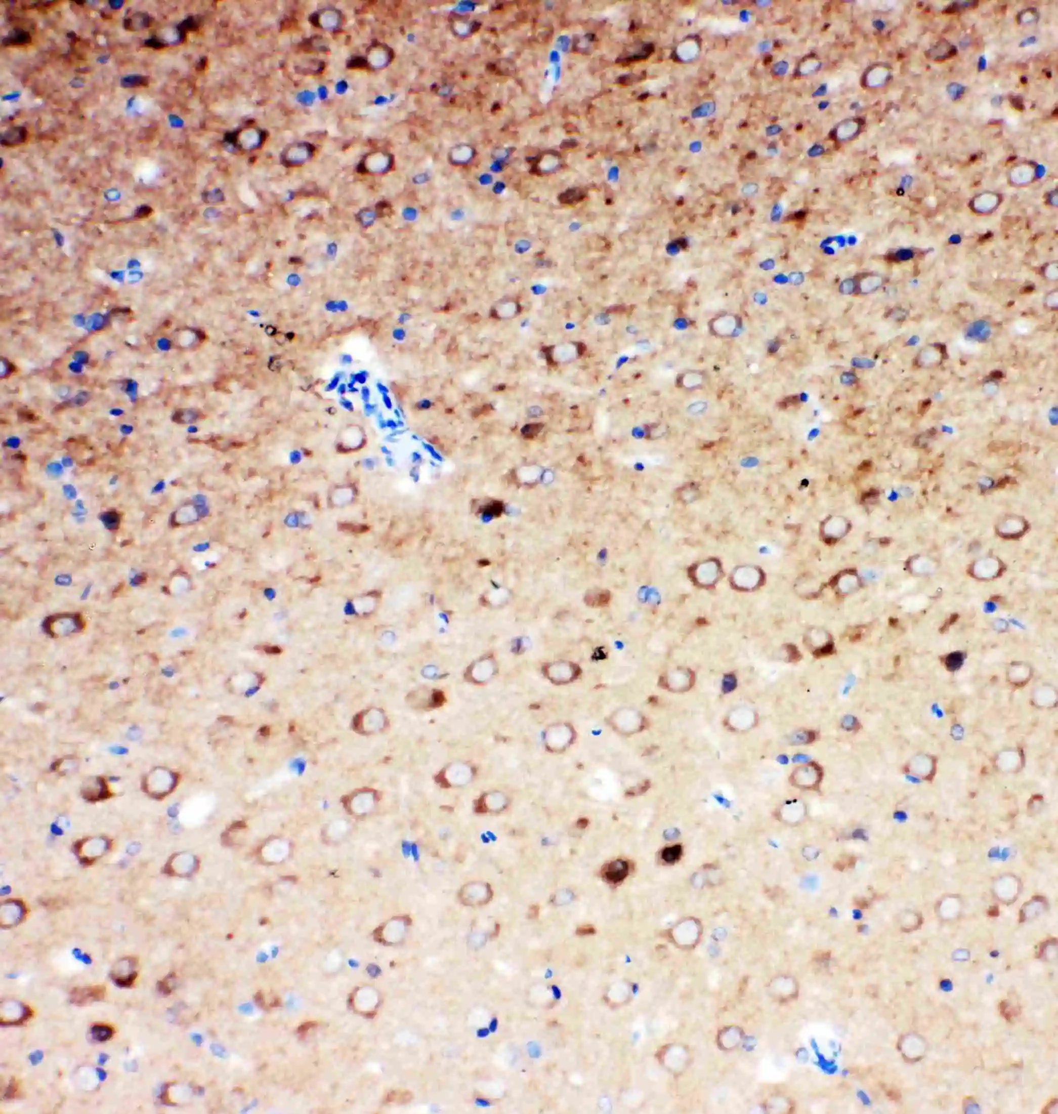 IHC-P of rat brain tissue
