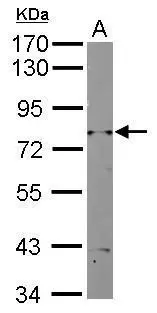 Sample (10 ug of whole cell lysate) A: Yeast lysate 7.5% SDS PAGE GTX124133 diluted at 1:2000 