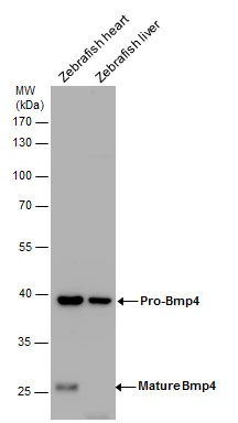 Bmp4 antibody detects Bmp4 protein by western blot analysis. Zebrafish tissue extracts (30 ug) was separated by 10 % SDS-PAGE,and the membrane was blotted with Bmp4 antibody (GTX128348) diluted by 1:1000.