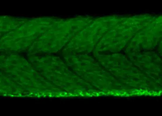 Vegfaa antibody detects Vegfaa protein on zebrafish by whole mount immunohistochemical analysis. Sample: 2 days-post-fertilization zebrafish embryo. Vegfaa antibody (GTX128356) dilution: 1:200. 