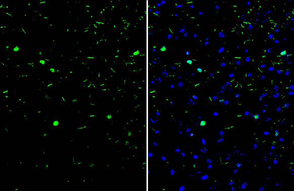 c-Fos antibody detects c-Fos protein at nucleus by immunofluorescent analysis.