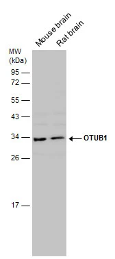 Various tissue extracts (50 ug) were separated by 12% SDS-PAGE,and the membrane was blotted with OTUB1 antibody (GTX133347) diluted at 1:1000.