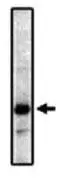 Prostaglandin E Receptor EP2 antibody [3E6]