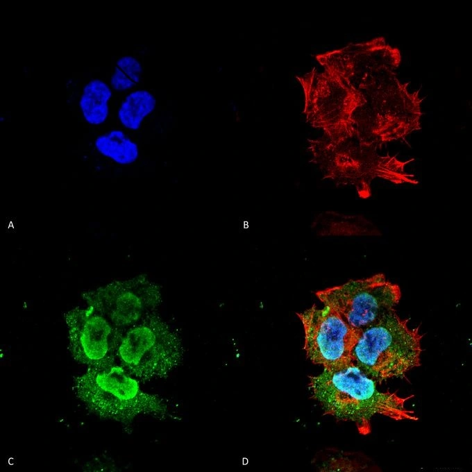 ICC/IF analysis of SK-N-BE cells using GTX17546 Synaptotagmin 7 antibody [S275-14]. Dilution : 1:100 Fixation : 4% Formaldehyde for 15 min at RT Green : Primary antibody Blue : DAPI Red : F-Actin