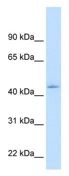 WB analysis of human liver tissue lysate using GTX17598 NR1I3 antibody. Dilution: 1.25ug/ml