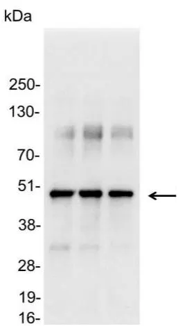 WB analysis of 200, 100, and 50ng of E. coli lysate containing tagged fusion protein using GTX19257 VSV-G tag antibody.<br>Dilution : 1:25000