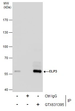 Western Blot analysis of native mouse IgG (left) or denatured mouse IgG (right) using EasyBlot anti Mouse IgG (HRP) antibody.