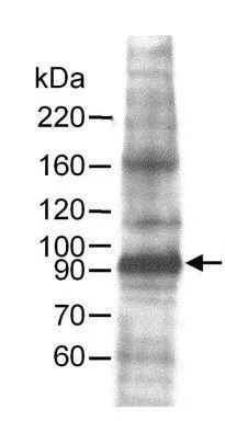WB analysis of HeLa,293T,Jurkat,TCMK-1,and NIH3T3 cell lysates using GTX23732 MCM7 antibody. Loading : 50ug Dilution : 2 ug/ml