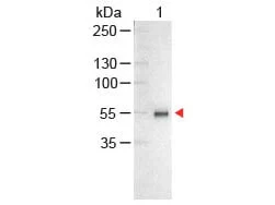 WB analysis of human IgG using GTX26865 Chicken Anti-Human IgG antibody (AP).<br>Loading : 100 ng<br>Dilution : 1:1000