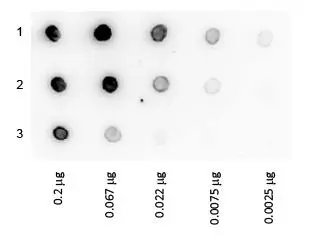 Dot Blot analysis using Protein A (HRP) (GTX27456-pro). 1 : Human IgG. 2 : Golden Syrian Hamster IgG. 3 : Sheep IgG. <br>1:1000 for 60 min at RT.<br>Load: 200ng followed by a 3-fold serial dilution.