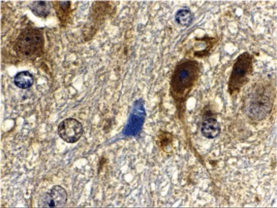 IHC-P analysis of mouse brain tissue using GTX31711 mLST8 / GBL antibody. Working concentration : 10 ug/ml