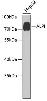 WB analysis of HepG2 cell lysate using GTX33269 Alkaline phosphatase (intestinal) antibody. Dilution : 1:1000 Loading : 25ug per lane