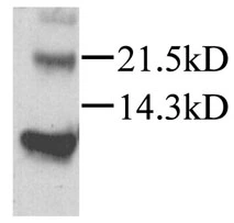 Detection of mouse recombinant SDF-1 alpha by Western blot