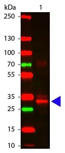 Western Blot of Rabbit anti-L-Asparaginase Antibody (GTX48847).