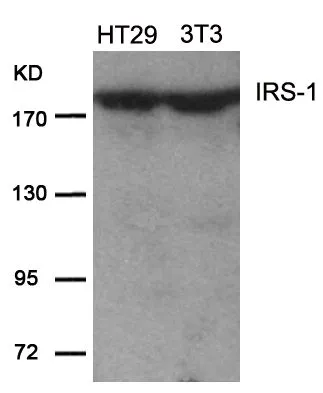 WB analysis of extracts from HT-29 and 3T3 cells using GTX50551 IRS1 antibody.
