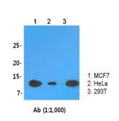 WB analysis of indicated lysates (30ug per lane) using LSM2 antibody at a dilution of 1:1,000.