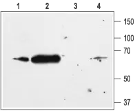 WB analysis of rat heart (1 and 3) and rat brain (2 and 4) membranes using Kir2.1 antibody at a dilution of 1:200 in the absence (lens 1 and 2) or presence (lens 3 and 4) of blocking peptide.