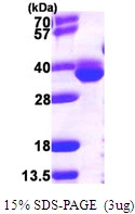 3?g map protein (GTX57488-pro) by SDS-PAGE under reducing condition and visualized by coomassie blue stain.