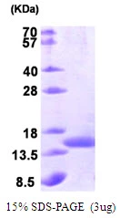 3?g SecB protein (GTX57491-pro) by SDS-PAGE under reducing condition and visualized by coomassie blue stain.