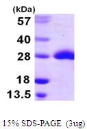 3?g msrA protein (GTX57498-pro) by SDS-PAGE under reducing condition and visualized by coomassie blue stain.