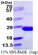 3?g ppa protein (GTX57499-pro) by SDS-PAGE under reducing condition and visualized by coomassie blue stain.