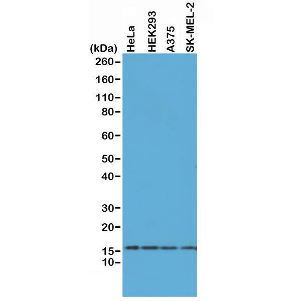 Western Blot of A375,HEK293,HeLa and SK-MEL-2whole cell lysates,using RM214 at 0.5 ug/mL,showedendogenous Histone H2AX in A375,HEK293,HeLa andSK-MEL-2 cells.
