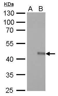 V5 tag antibody [GT1071] (HRP) detects V5 tag protein by Western blot analysis.